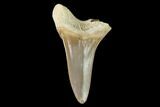 Bargain, Fossil Shark (Cretoxyrhina) Tooth - Kansas #142956-1